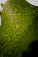 green leaf with water drops