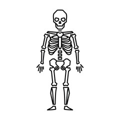 Full body human skeleton anatomical illustration standing front view simple outline drawing isolated on white