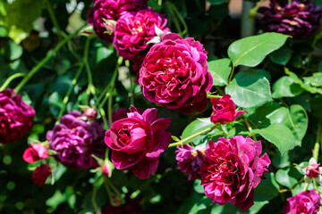 Beautiful purple-red rose flowers blooming in a garden in Nagano.