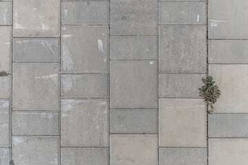 abstract background of old dirty tiles on the road in the park and plants in it's joints