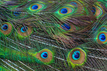 beautiful abstract colourful background of peacock tale feather texture close up