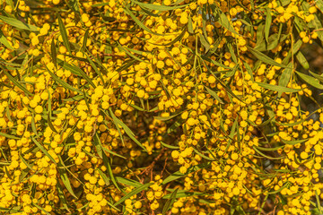 spring floral background Acacia saligna in the park close up shallow depth of field