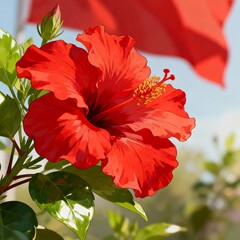 red hibiscus flower
