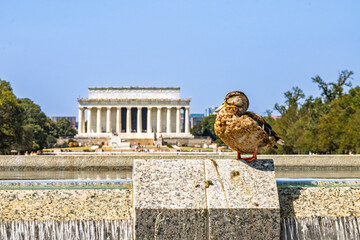 Ente mit Linkoln Monument