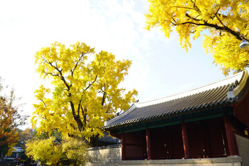 the autumn scenery of Changgyeong Palace