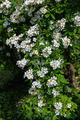 Beautiful white landscaping roses flower blooming in the garden in Nagano.