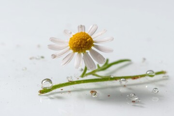 A pristine camomile blossom, adorned with delicate petals and a vibrant yellow core, rests serenely on a slender stem. Capturing a moment of natural elegance and freshness with droplets.