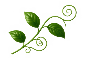 Green plant vine with natural leaves and spiral tendrils on transparent background, symbolizing growth and ecology