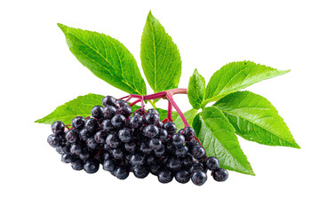 Elderberry branch with ripe berries isolated on transparent background
