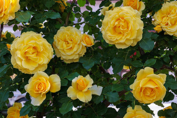 Close-up of beautiful yellow rose flowers blooming in a garden in Nagano.