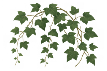 Ivy plant climbing vine with green leaves, growing foliage, botanical illustration on transparent background