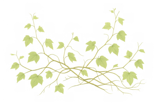 Green ivy plant vines with light leaves growing, climbing, botanical nature element, transparent background