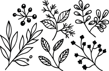 Hand drawn botanical elements, leaves and berries isolated on white