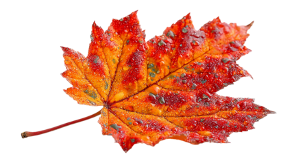 Vibrant autumn maple leaf glistening with water droplets, perfect for seasonal designs, evokes warmth, natural beauty, and the spirit of fall. isolated on transparent background