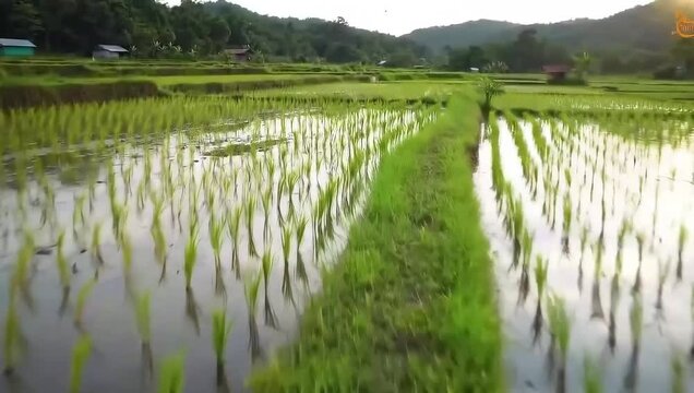Reflective flooded rice fields stretching across rural landscape beneath cloudy sky creating calm agricultural scenery with natural textures.