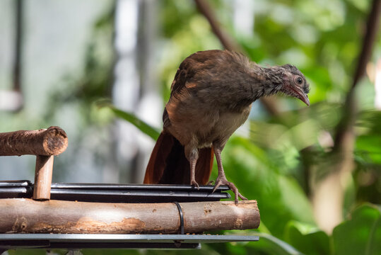 Chachalaca Bird Perched on Wooden Stand in Tropical Habitat
