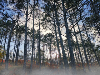 Autumn cold forest in a foggy haze