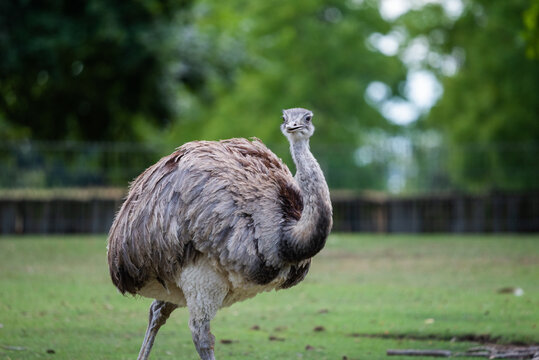 Rhea Standing on Grass in Open Habitat