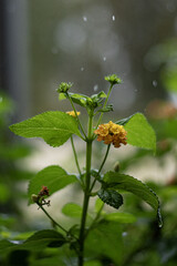 Lantana sous la pluie