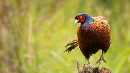 A striking male common pheasant Phasianus colchicus stands in a blurred green meadow, displaying iridescent neck feathers, intricate brown wing patterns, and a bright red facial patch.