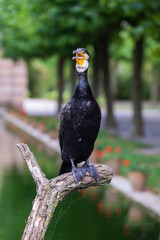 Cormorant Perched on Branch Near Water