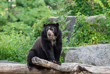 Spectacled Bear Resting on Log in Forest Habitat