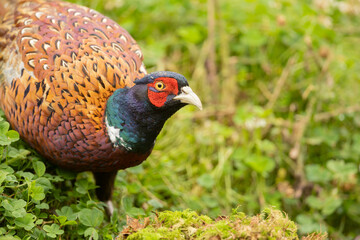 A striking male common pheasant Phasianus colchicus stands in a blurred green meadow, displaying iridescent neck feathers, intricate brown wing patterns, and a bright red facial patch.