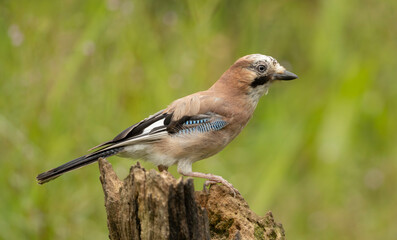 A calm Eurasian Jay Garrulus glandarius perches on a rugged stump in a vivid green meadow, showcasing blue wing patches and soft brown plumage.