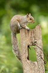eurasion grey Squirrel Sciurus carolinensis Perched On Weathered Post In A Lush Green Garden Setting