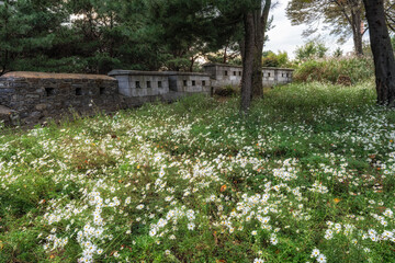 Siberian Chrysanthemum and N Seoul Tower