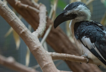 Side Profile of Hornbill Resting on Branch