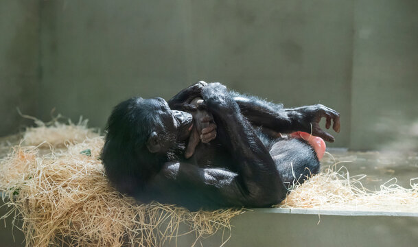 Bonobo Mother Caring for Infant