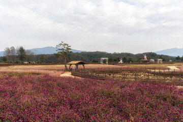 Goseokjeong Flower Garden