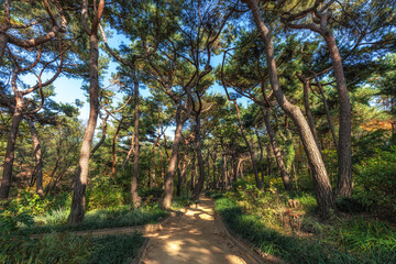 Pine Tree Forest in Achasan