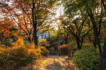 Deoksugung Palace Park Autumn Foliage