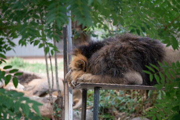 Sleeping Lion on Platform
