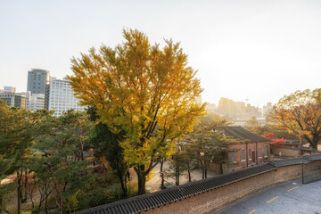 Deoksugung Palace Autumn Foliage