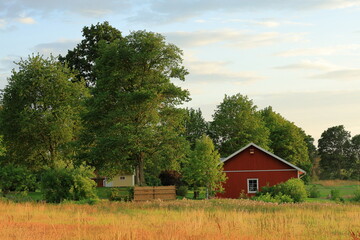 Fototapeta premium Farm life at golden hour during sunny summer evening in July. Large fields of wheat crops. Read house building in background. Near Skara, Sweden.