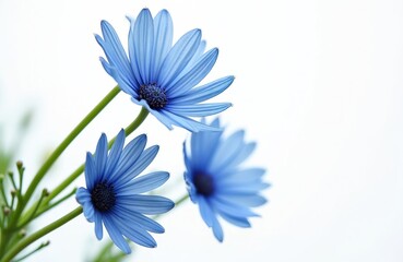Obraz premium Three bright blue daisy flowers bloom against clean white background. Delicate petals, dark centers create striking contrast. Green stems, buds suggest new growth in garden meadow setting, ideal for