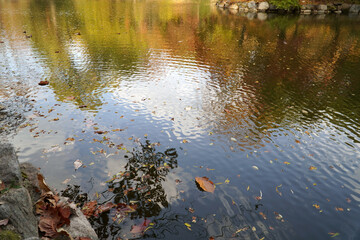 the autumn scenery of Changgyeong Palace