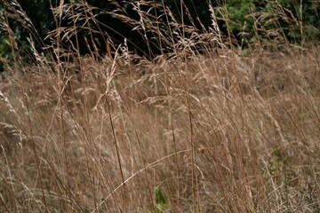 Texture of wheat stalks waving in the wind in a field in Campania, Italy, at the end of summer