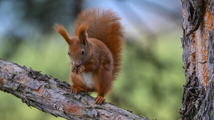 Adorable Red Squirrel Eating a Snack on a Pine Branch