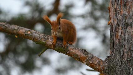 Curious Red Squirrel Perched on a Pine Branch