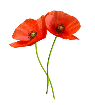 close up of red poppy flowers isolated on transparent background