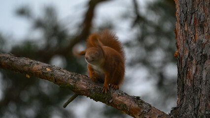 Curious Red Squirrel Perched on a Pine Branch