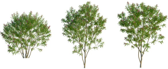 Indigofera heterantha tree, front view, cutout, transparent background, isolate, Three vibrant flowering trees add lush greenery to landscapes design