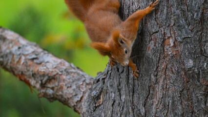 Curious Young Red Squirrel Exploring a Pine Bough