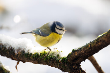 blue tit on a branch