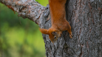 Agile Red Squirrel Climbing Down Tree Trunk