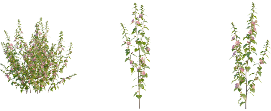 Lavatera clementii tree, front view, cutout, transparent background, isolate, Elegant hollyhock plant with soft pink flowers for landscape designs
